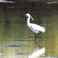 Aigrette garzette