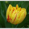 TULIPE