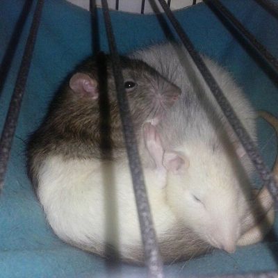 Du rififi chez les potes !