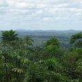 France/Guyane - De la forêt !