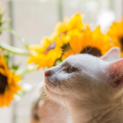 Le Chat de Juillet de Luna