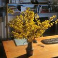 Bonjour Forsythia !