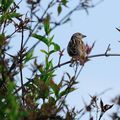 MOINEAU DOMESTIQUE