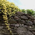 Mur de pierre fleuri