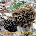 On revient du Nord : c'était l'Enfer ! Suivi de panaché de Morilles !