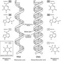 Four types of nitrogenous bases in the DNA . Quatre types de bases azotées dans l'ADN