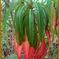 Euphorbia Stygiana, originaire des Açores