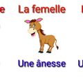 Français - Grammaire : le féminin des noms d'animaux