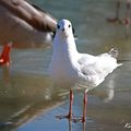 Mouette de stupeur