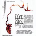 Cordyceps prolifica Kobayasi ツブノセミタケ