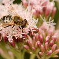 Eristalis tenax