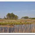 Week-end nature à Chincoteague (3)