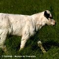 B ... comme boeuf charolais