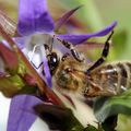 L'abeille à miel butine