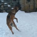 Le chien Kapy qui joue toujours avec cette neige