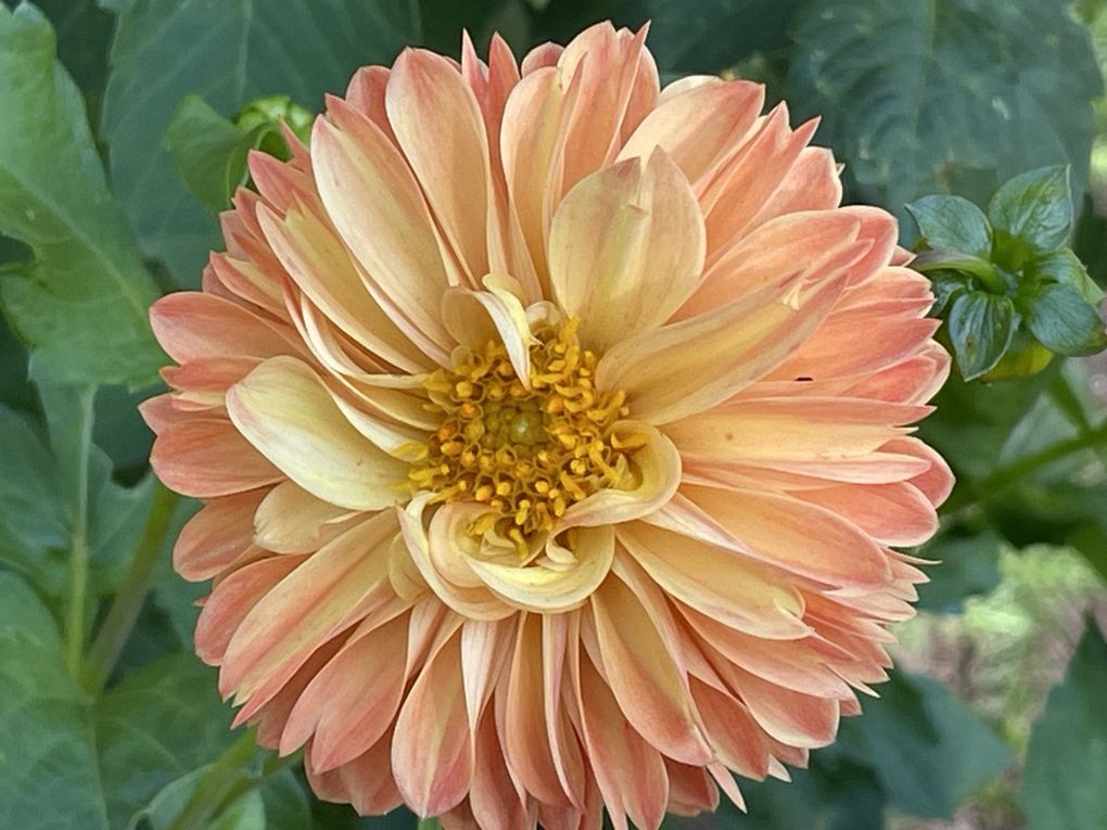 Mardi 23 sept 2025 Mon  diaporama :Flânerie au parc à Cébazat  c'était le 19 sept 2025 grand  soleil 