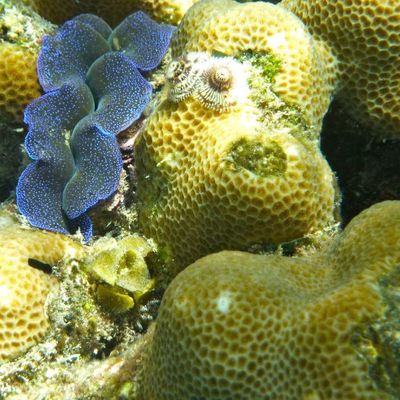 Photo sous-marine
