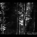 Bois et forêts (promenade du 05 10 2012 en noir et blanc)