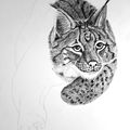 Lynx lynx.