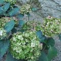 Hortensias et roses anciennes