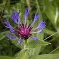 Les fleurs sauvages au sommet du Puy de Dôme - Le 23 juin 2009