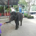 Thaïlande - Ayuttaya et les éléphants