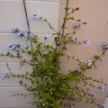 Plumbago Capensis