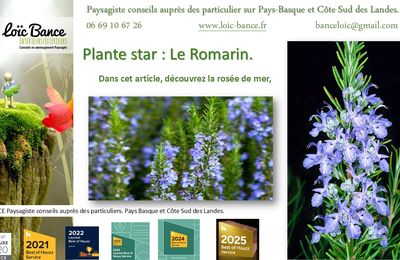 🌿  Romarin par Paysagiste pays Basque Paysagiste Landes.