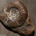 Des ammonites qui datent de 140 millions d'années