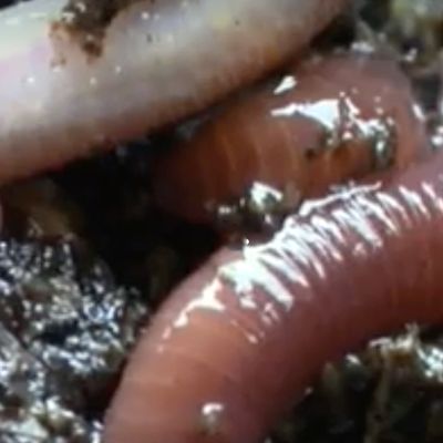 21 octobre : Journée mondiale des vers de terre...