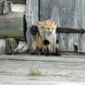 Un renard cherche de la nourriture sous la neige, incroyable ! .. . .