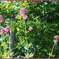 Quelques fleurs.....sur un mur