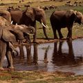 Le commerce de l'ivoire menace sur les éléphants