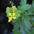 29 Floréal.