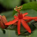 Passiflora piresiae