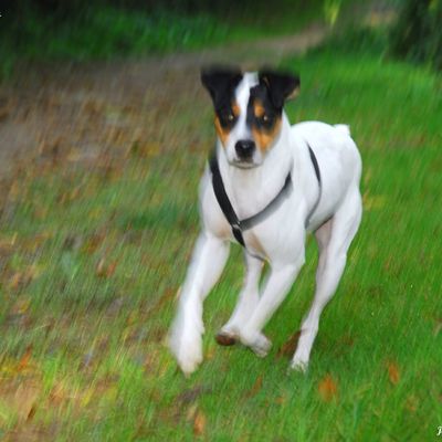 Le bodeguero andalou est un chien agile, joueur