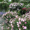 'Petite de Hollande', une jolie rose parfumée, très florifère dans les jardins de l'Abbaye de Mottisfont...