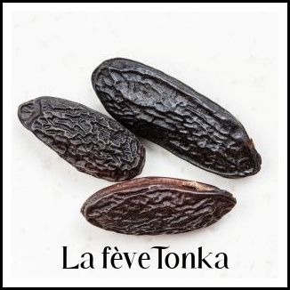 La fève Tonka (fiche pratique)