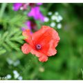 Fleurs de mon jardin 11