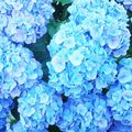 hortensia