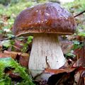 Cèpes 2013 : les derniers orages autorisent tous les espoirs...