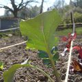 Promesses de légumes