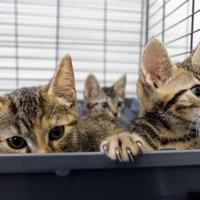 23 chats à l'abandon dans un appartement, 11 retrouvés morts