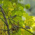Mésange automnale/