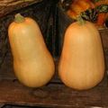 La courge Butternut