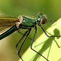 Calopteryx vierge (suite)