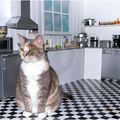 Visite de la cuisine
