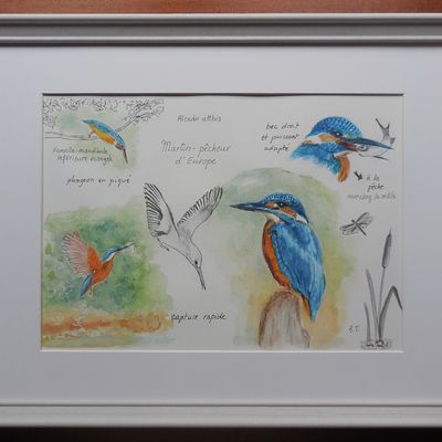 Aquarelle animalière façon "croquis d'observation"