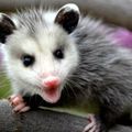 Possum