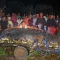 Mort de Lolong, crocodile marin